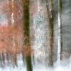 "Shaky trees" - Winter