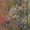 Autumn colours in the Upper Michigan peninsular